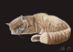 Persian Cat Sleeping 001