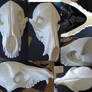 Skeletal k9 mask blank upper skull