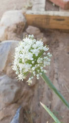 Onion Flower