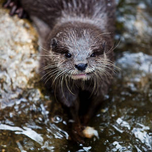 Portrait of an Otter