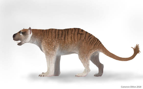 Thylacoleo carnifex