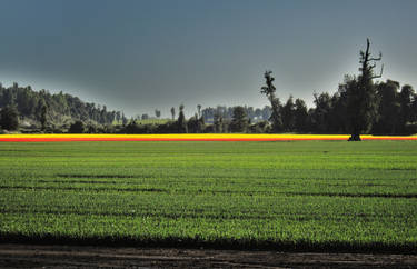 field with tulip flowers