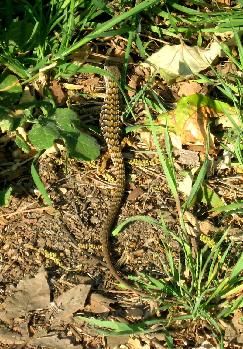 Alligator Lizard 2