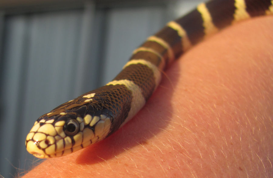 California Kingsnake 4