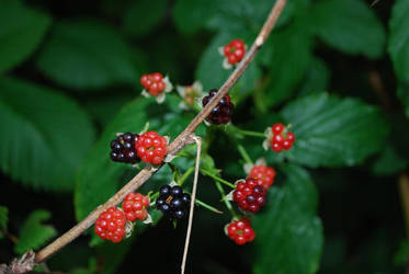 Blackberries