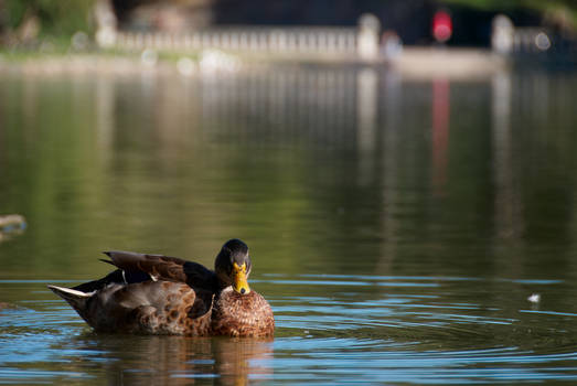 Still life with fancy duck