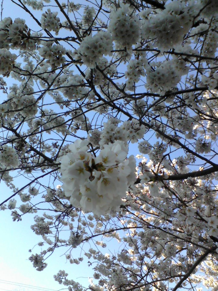 White Blossoms