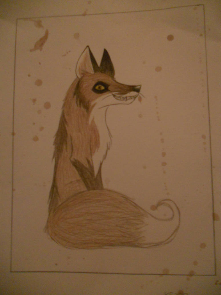 random fox