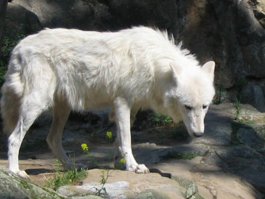 white wolf