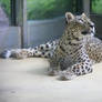 Leopard I