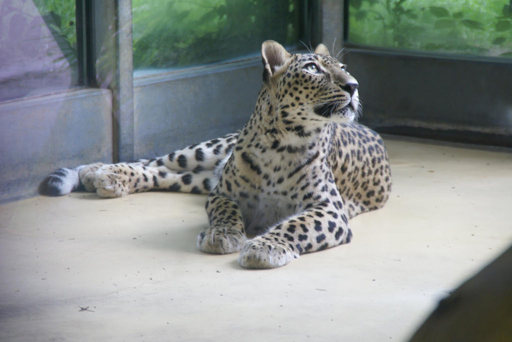 Leopard I by silver80 Leopard I by silver80