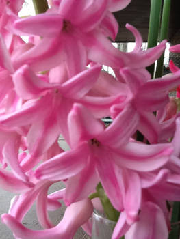 pink flowers