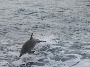 Dolphin Playing