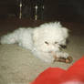 Snowball: The puppy years 3