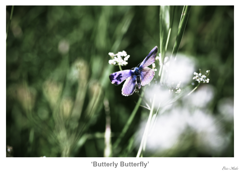 Butterly Butterfly