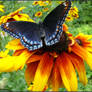 Black-Eyed Butterfly