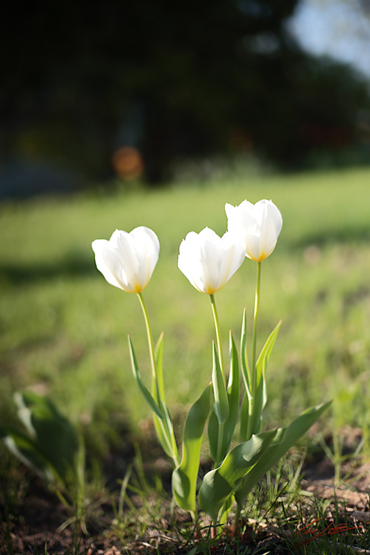 Flowery White