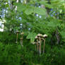 Mushrooms_2