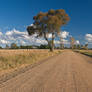 Tree Over Road