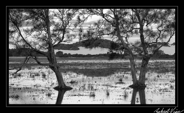 Flooded Trees BW