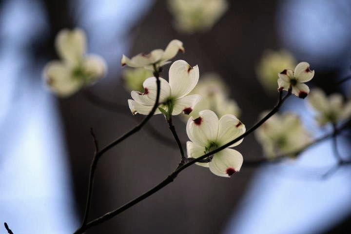 Tree Blooms