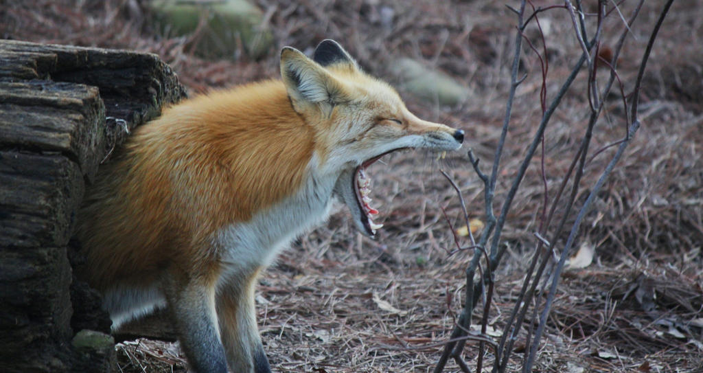 Yawning Fox