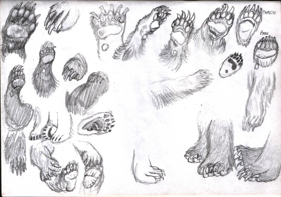 gentagelse Tolkning samtidig Bear paw sketches by ivanprime93 on DeviantArt