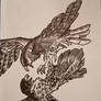 Hawk and falcon
