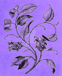 Botanical illustration