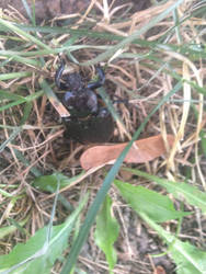 Japanese Beetle-Close Up