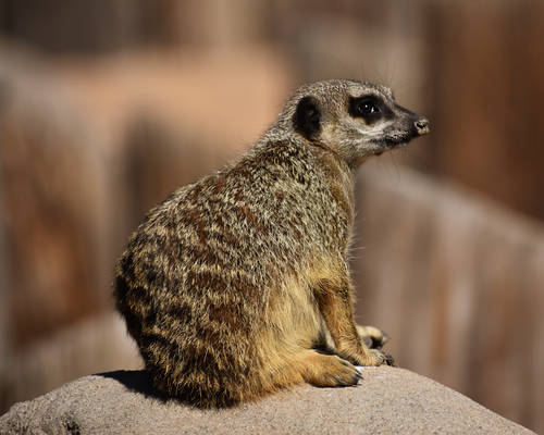 Meerkat - Lookout Shift