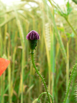 Poppy Seed head