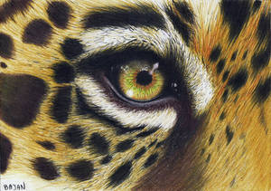 Leopard eye