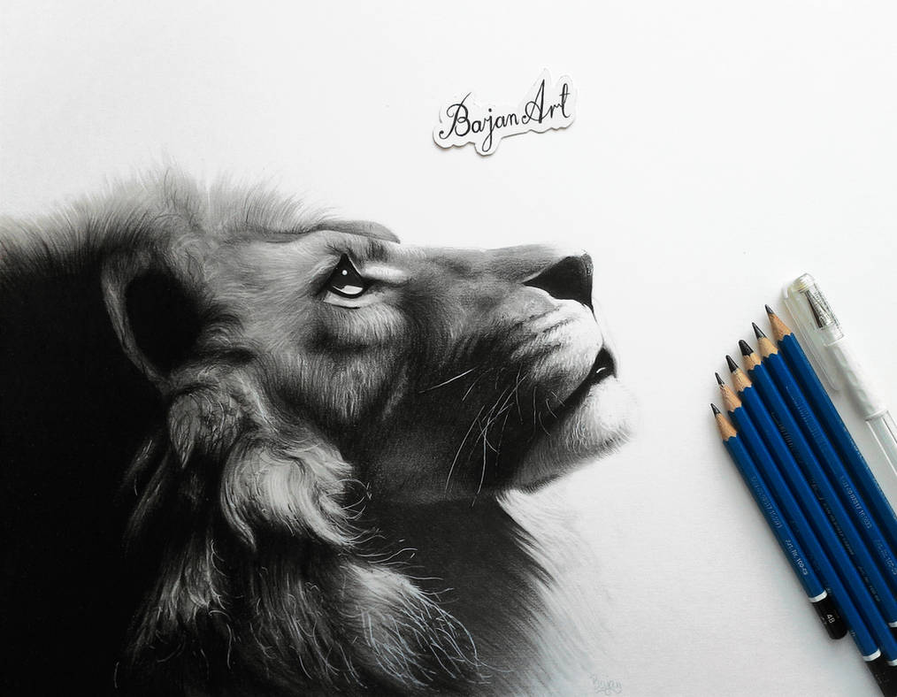 Lion drawing by Bajan-Art