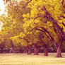 Yellow tree