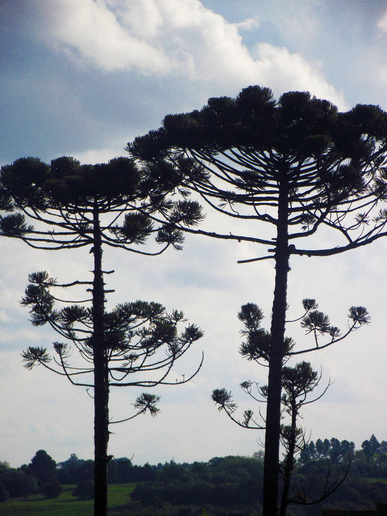Araucaria angustifolia by oAdix on DeviantArt