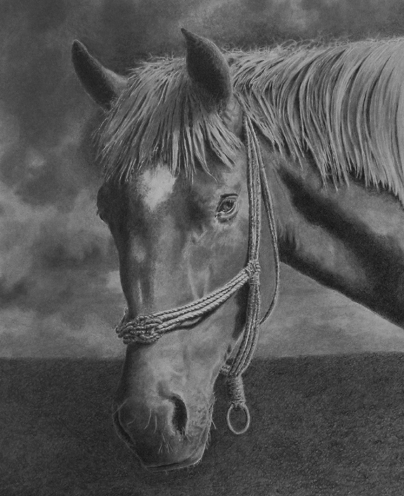 Horse portrait