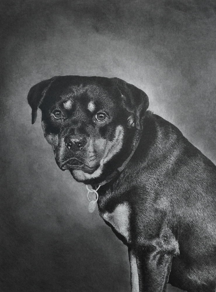 Rottweiler pencil drawing