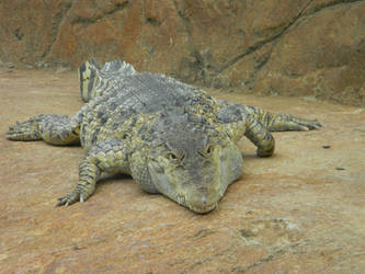 Philippine Crocodile