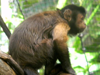 Capuchin