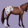 Appaloosa OC