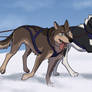 Sled Dogs