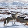 Tundra