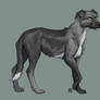 Wolfhound OC