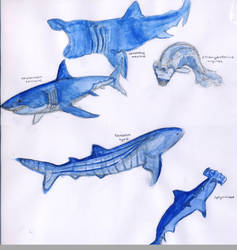 Shark Study