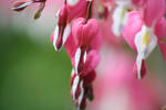 heart blossom3 by xam0r
