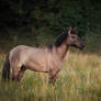 wild horse