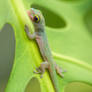 Baby Day Gecko