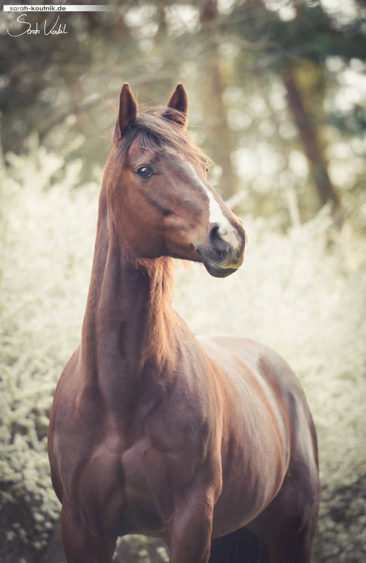 DSC0908 hp by Pfeffernase DSC0908 hp by Pfeffernase