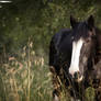 Shire Horse